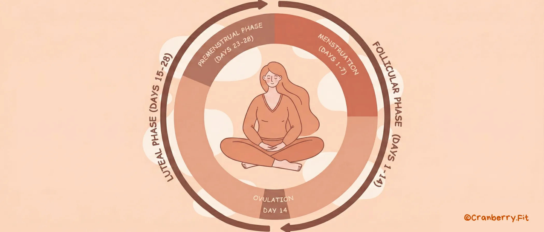 Illustration of the menstrual cycle phases, including menstruation, follicular phase, ovulation, luteal phase, and premenstrual phase.