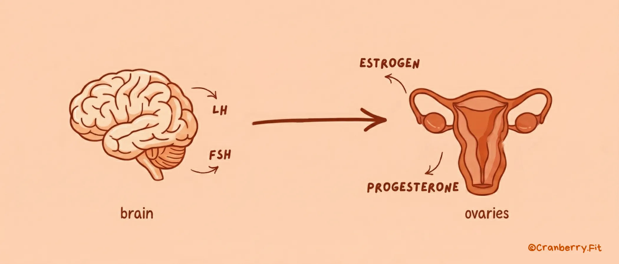 Visual representation of the female reproductive system, focusing on hormone interactions: brain signals (FSH, LH) and ovarian hormones (estrogen, progesterone).