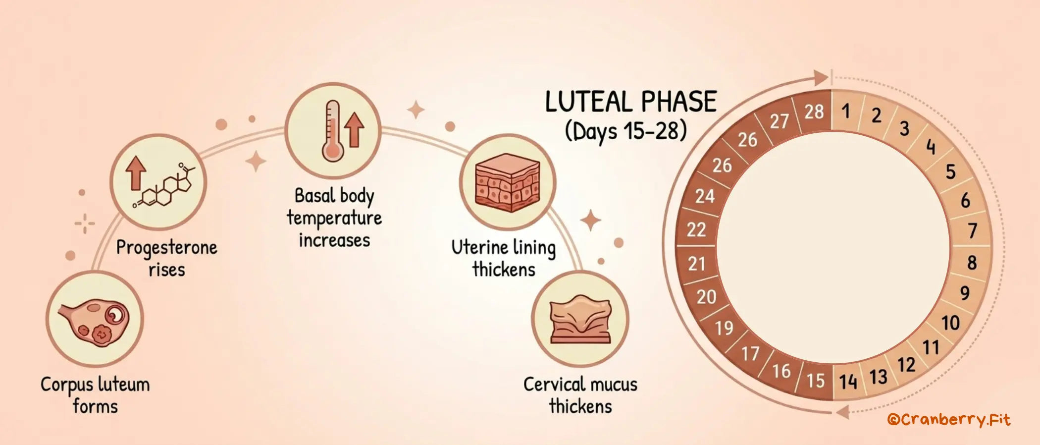 Diagram depicting the luteal phase, highlighting corpus luteum formation, progesterone increase, and changes in basal body temperature, uterine lining and cervical mucus.