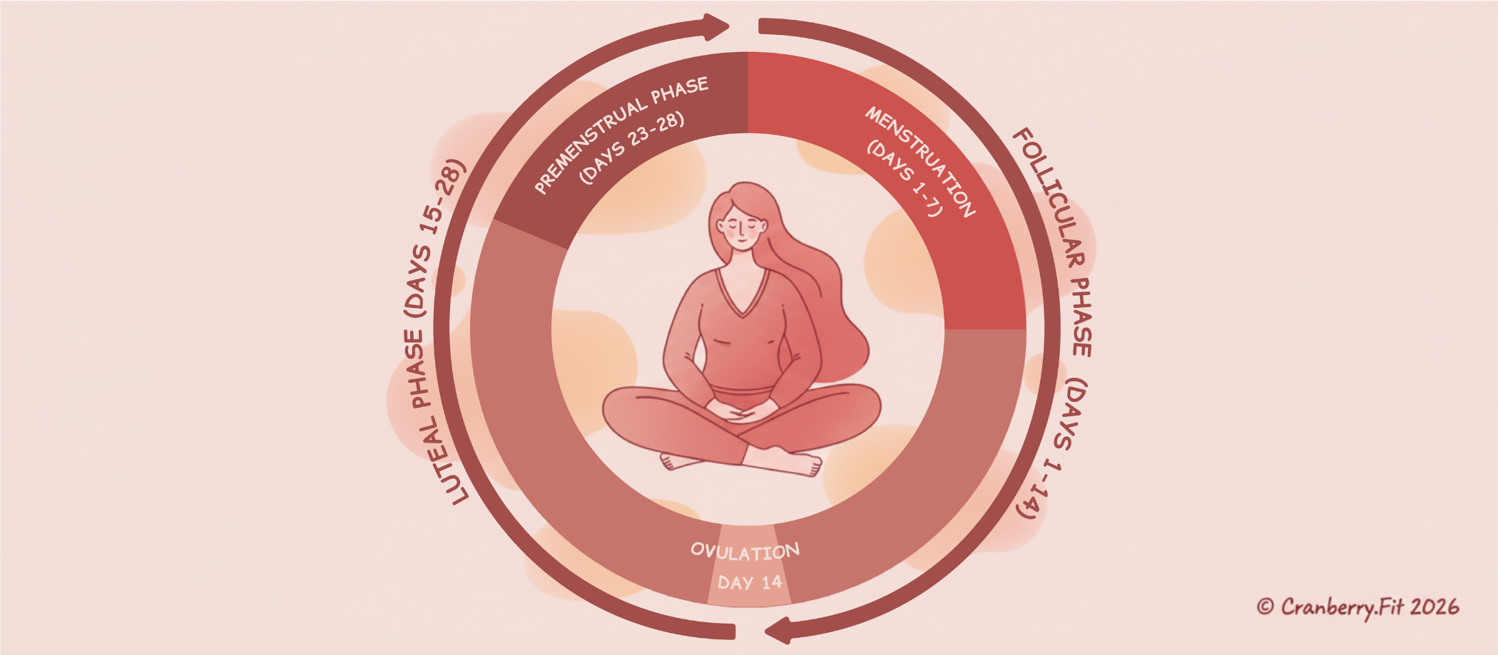 Menstrual Cycle Phases Explained